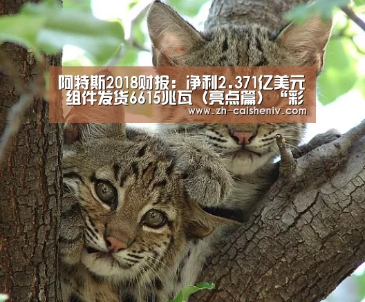 阿特斯2018财报:净利2.371亿美元 组件发货6615兆瓦(亮点篇)“彩神iv”(图4) 彩神iv
